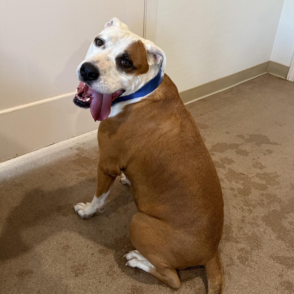 Lucky Lok, a Adoptable Pit Bull Terrier in Cedaredge, CO image 6/6