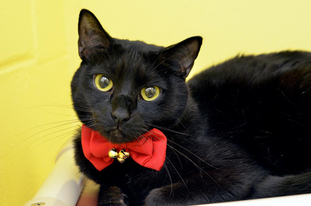 Andrew, Adopted, Adult Male Domestic Short Hair.