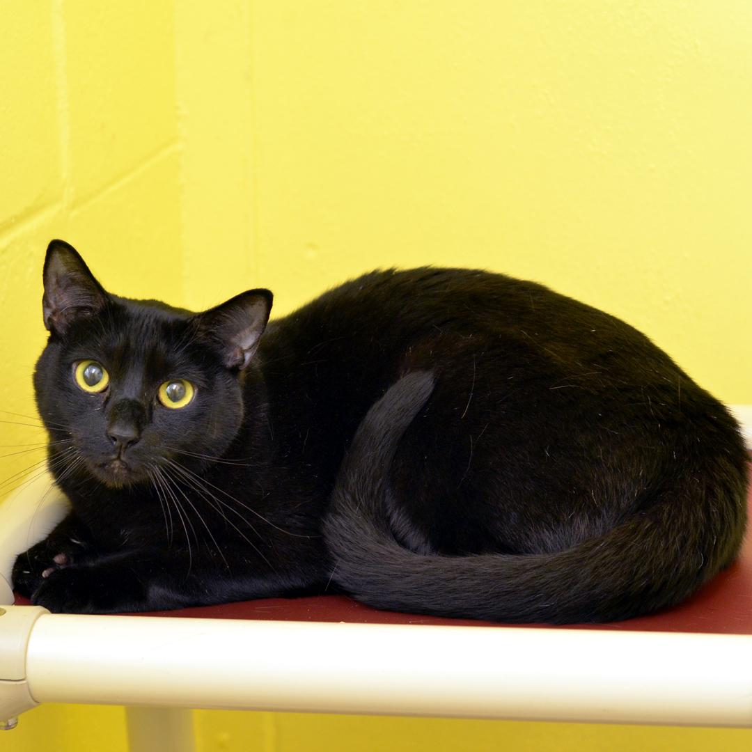 Enlarge Andrew, a Adopted mixed breed in Sanford, FL image 2/2