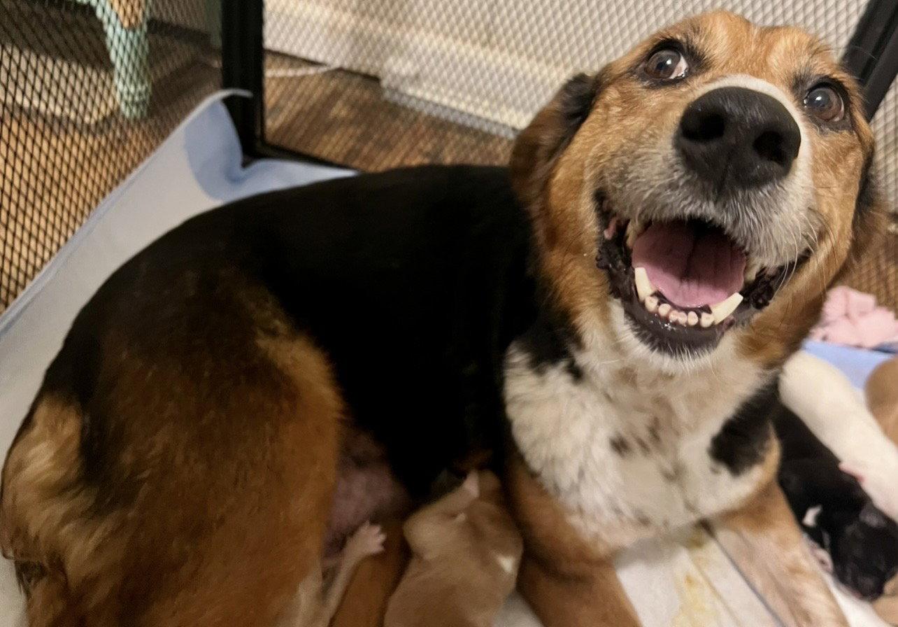 Enlarge Pippi Longstocking, a Adoptable Australian Shepherd in Newport, KY image 1/3