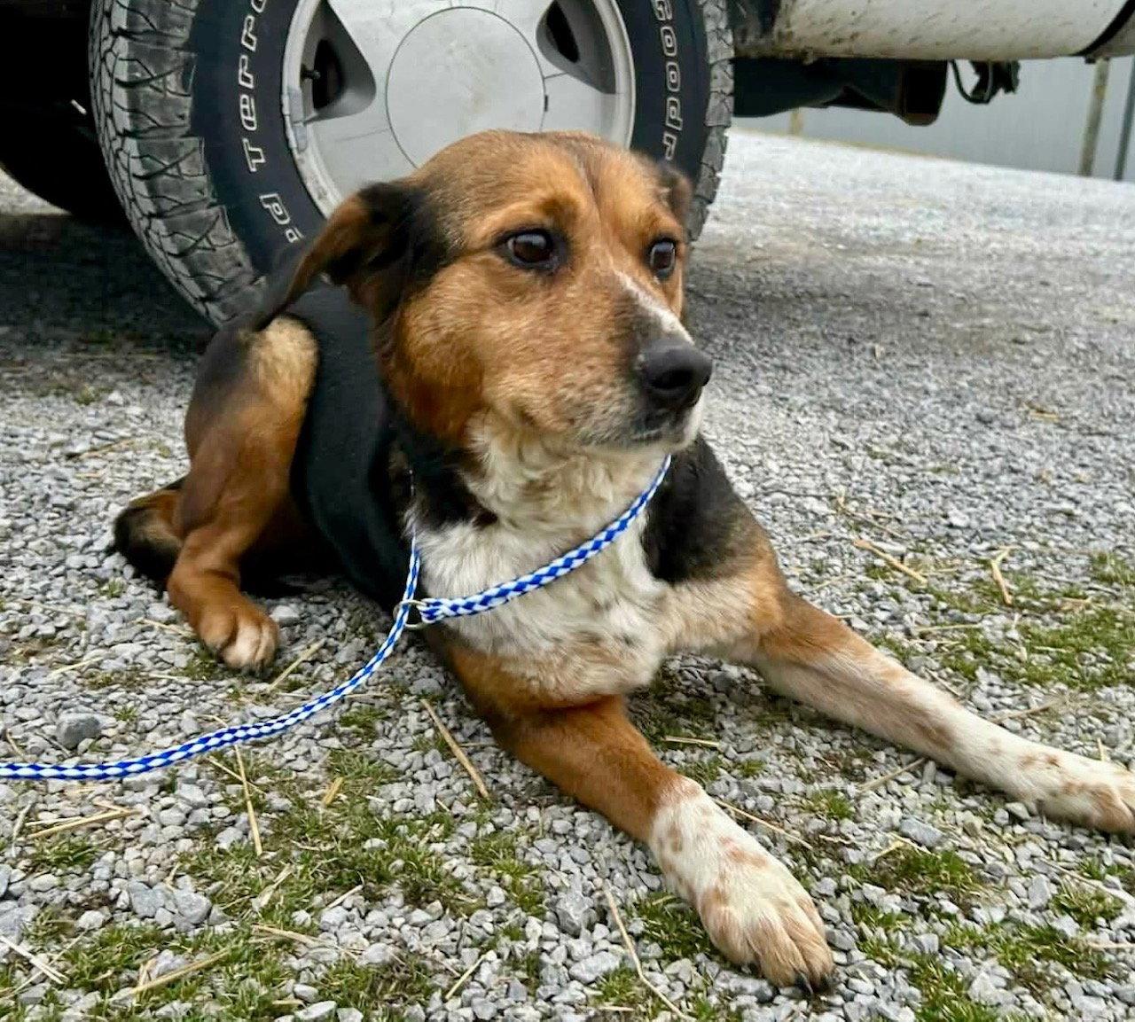 Enlarge Pippi Longstocking, a Adoptable Australian Shepherd in Newport, KY image 3/3