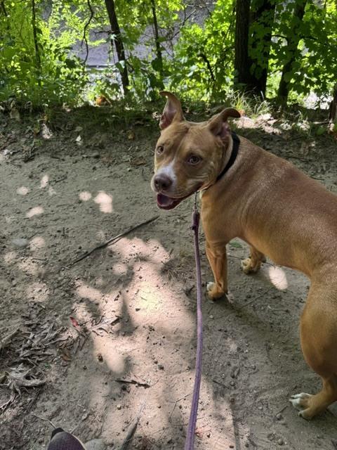 Romeo, Adoptable, Adult Male American Staffordshire Terrier.