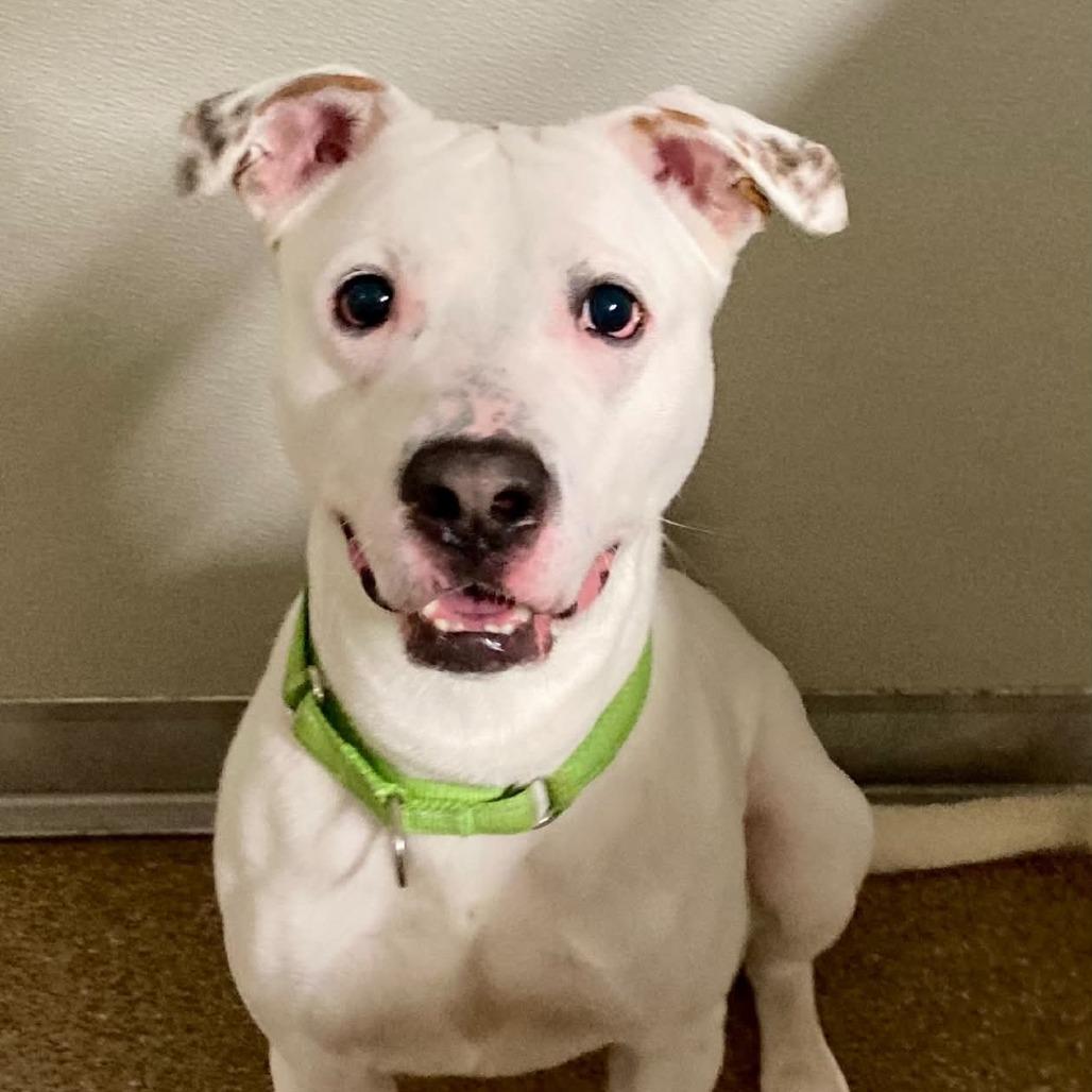 Spot, Adoptable, Adult Male Terrier.