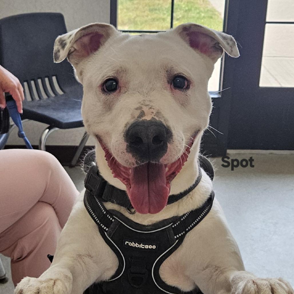 Enlarge Spot, a Adoptable Terrier in Ballston Spa, NY image 2/2