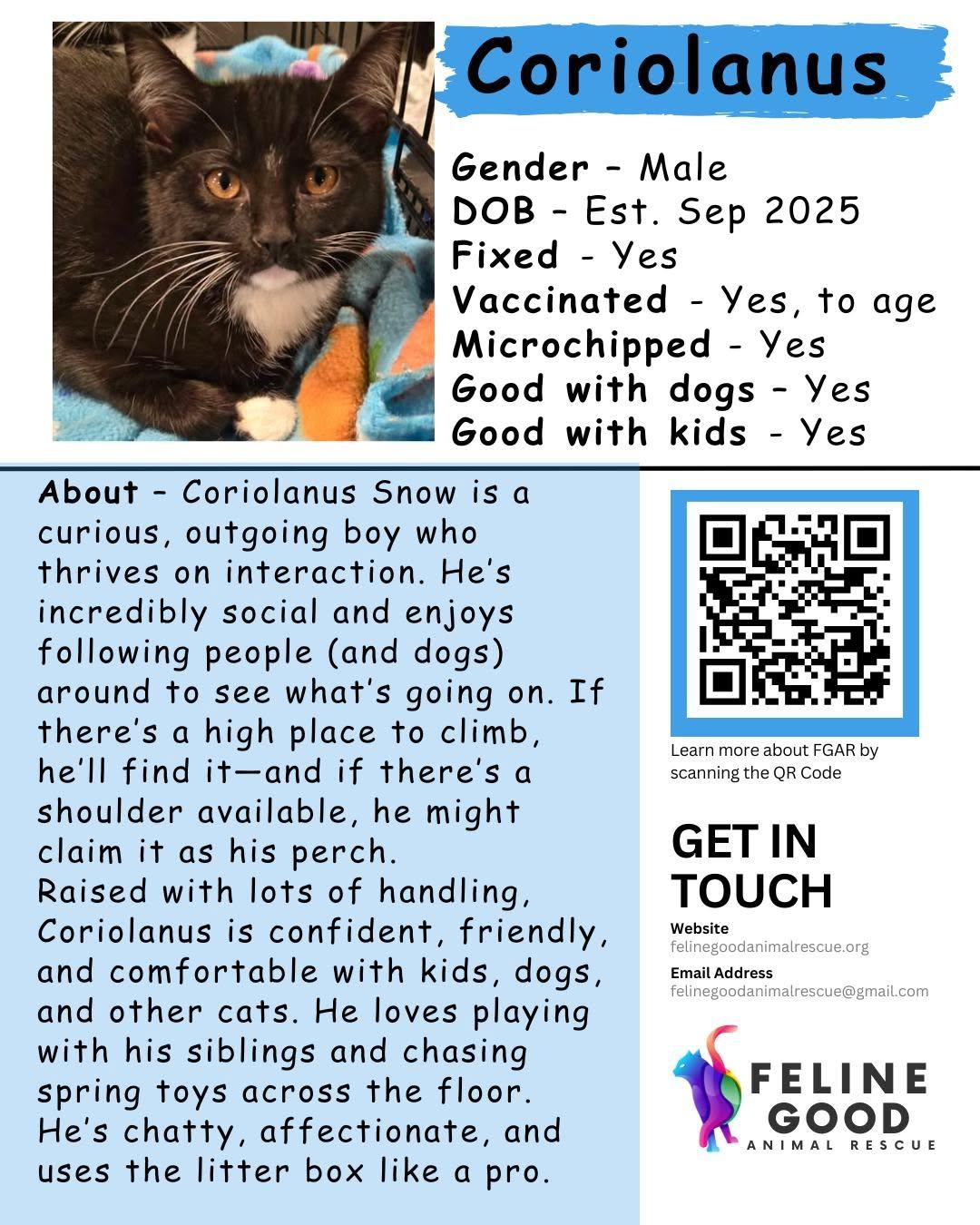 Coriolanus, ADOPTABLE, Young Male Domestic Medium Hair.