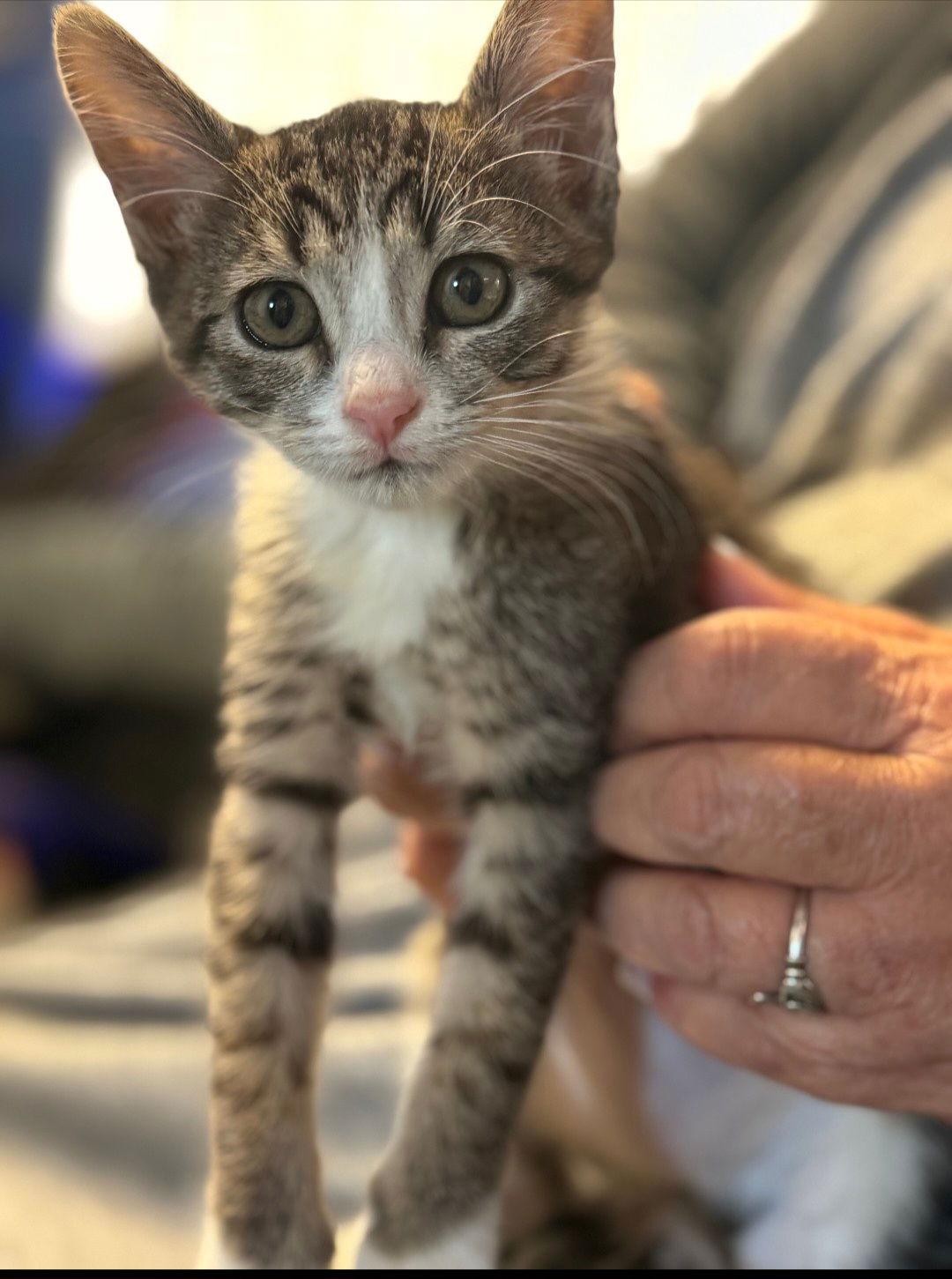 Catarina, Adoptable, Kitten Female Domestic Short Hair & Tabby.