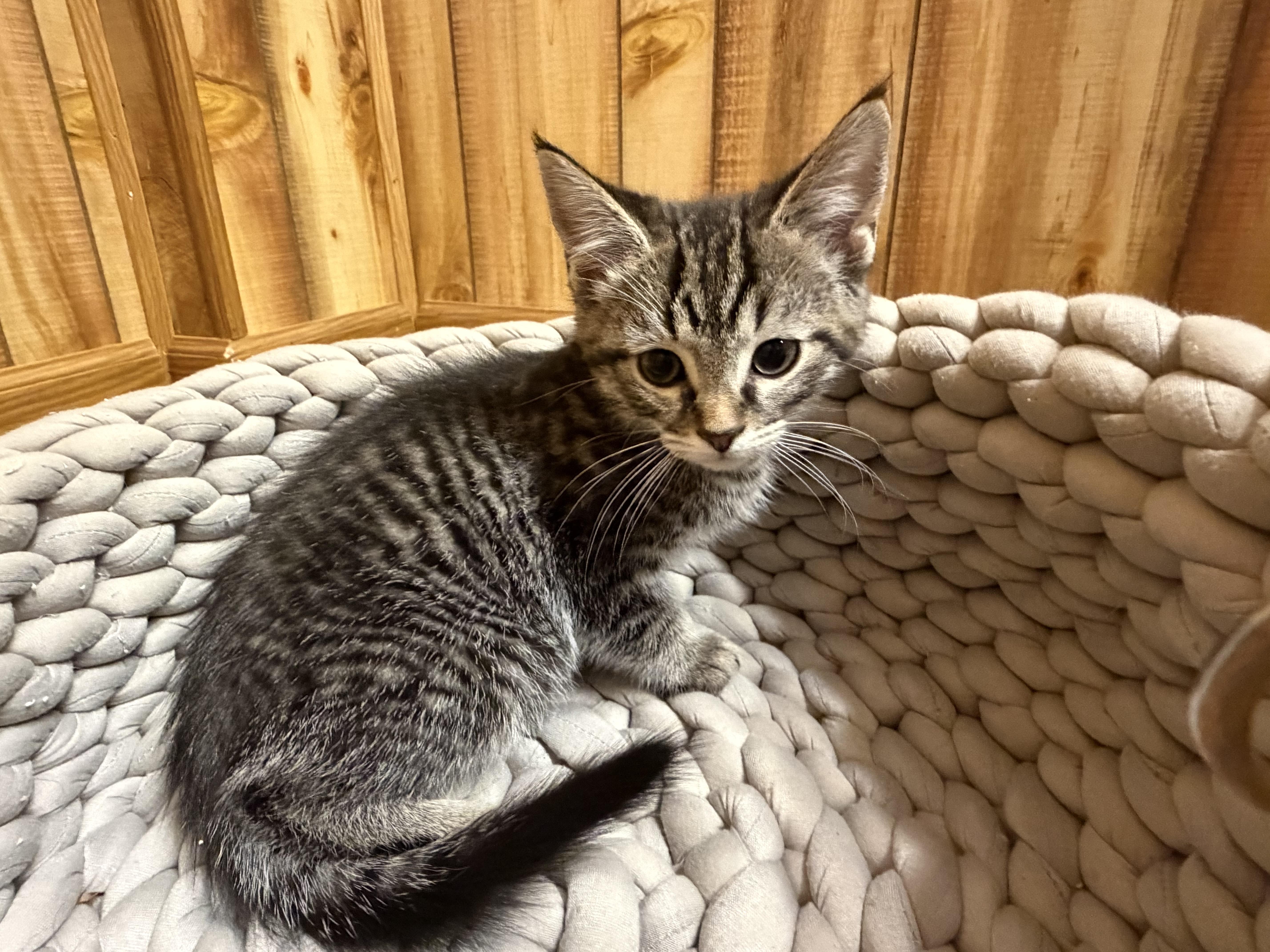 Enlarge Horus, an adoption pending mixed breed in Canal Fulton, OH image 3/5