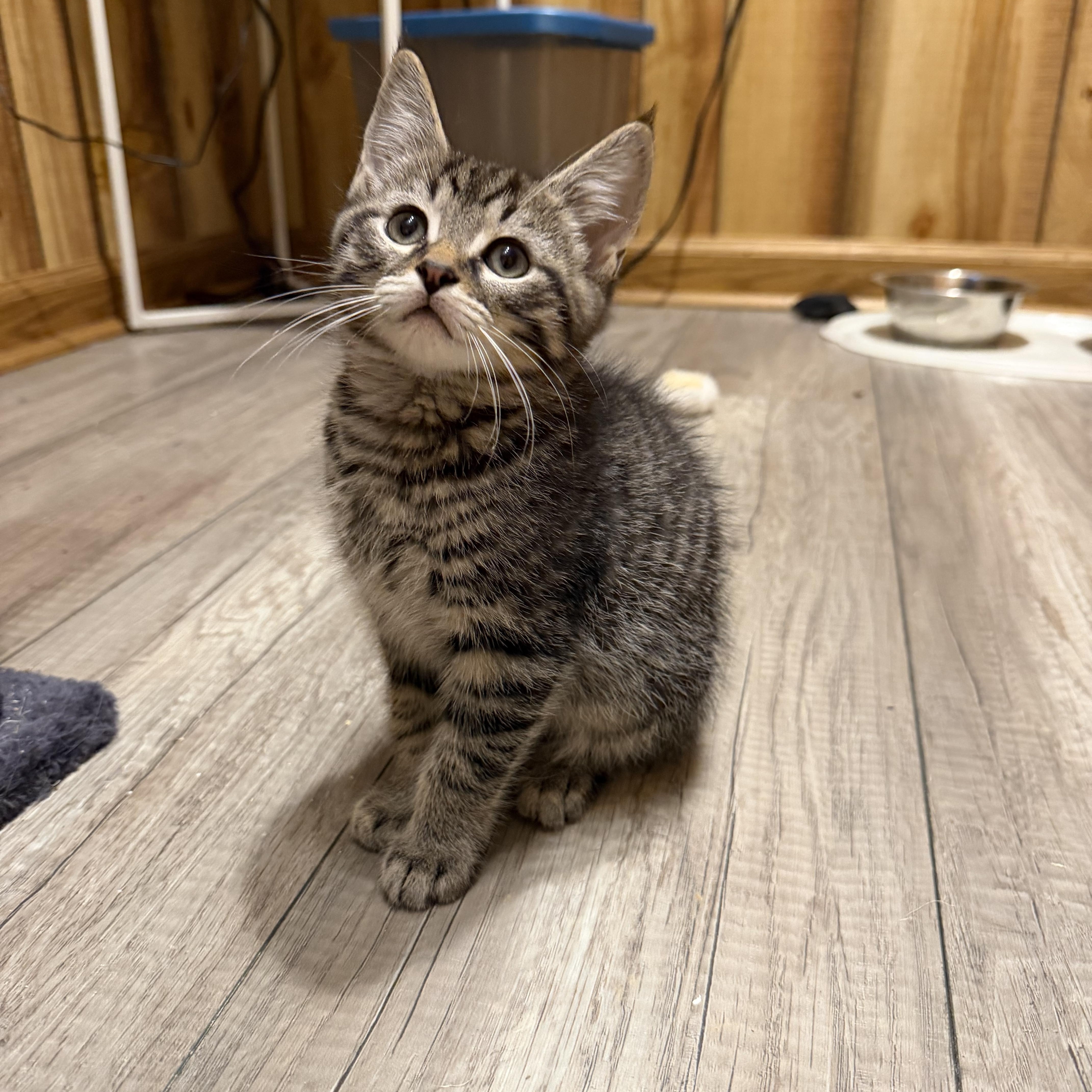 Enlarge Horus, an adoption pending mixed breed in Canal Fulton, OH image 2/5