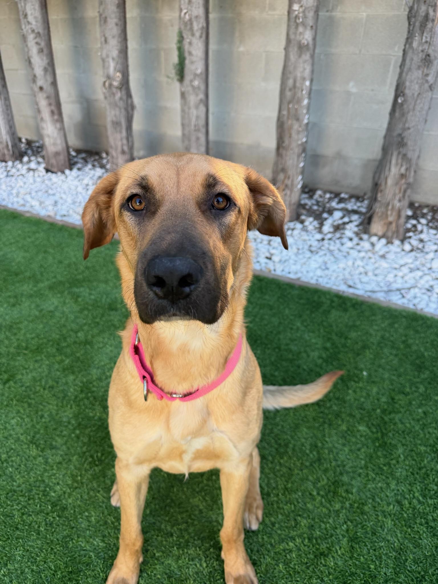 Birdie, Adoptable, Adult Female Golden Retriever & Shepherd.