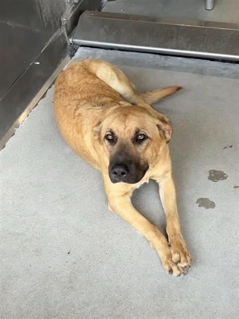 Enlarge Birdie, a Adoptable mixed breed in Huntington Beach, CA image 3/4