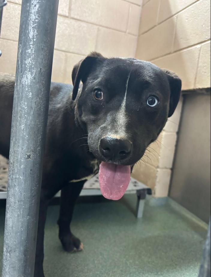 Ravioli, ADOPTABLE, Adult Male Pit Bull Terrier.
