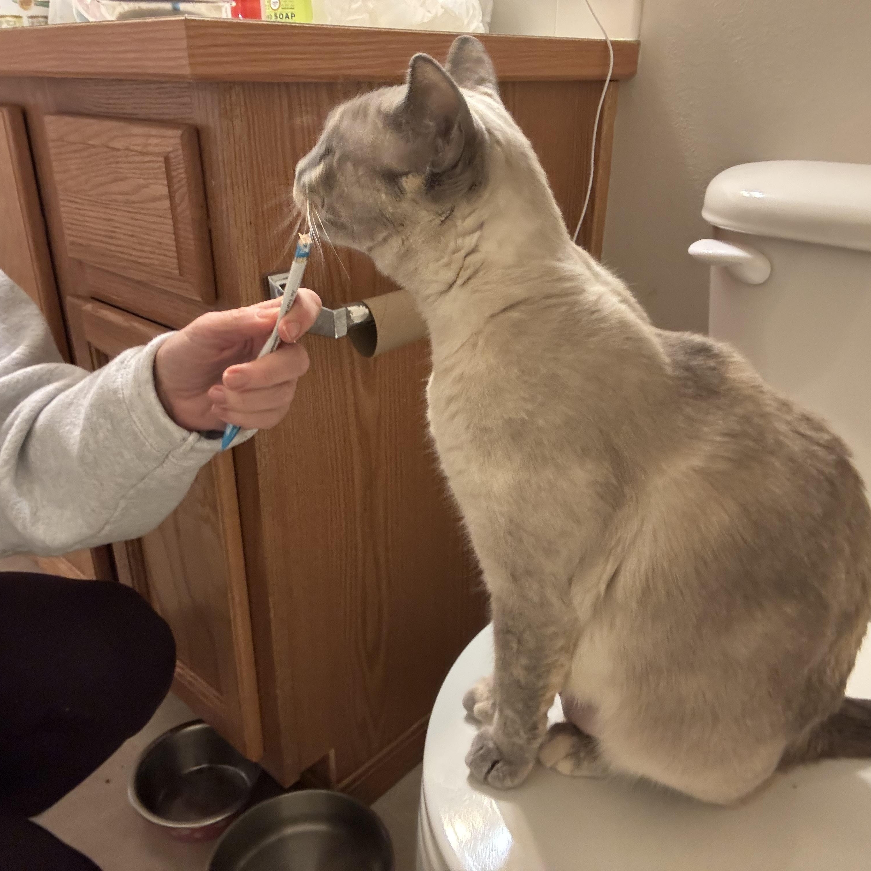 Enlarge The Duchess , an adopted mixed breed in Gig Harbor, WA image 3/6