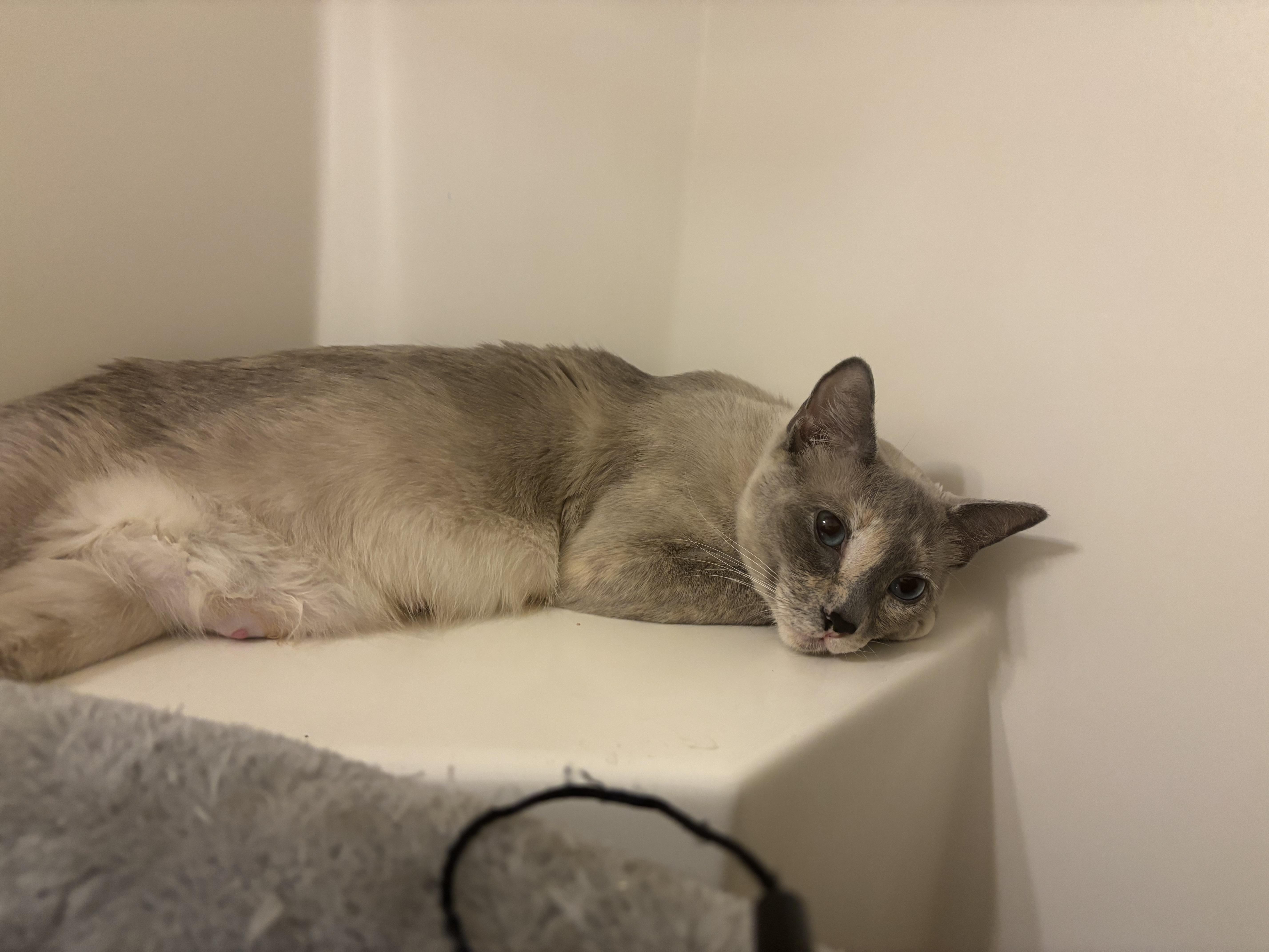 Enlarge The Duchess , an adopted mixed breed in Gig Harbor, WA image 2/6