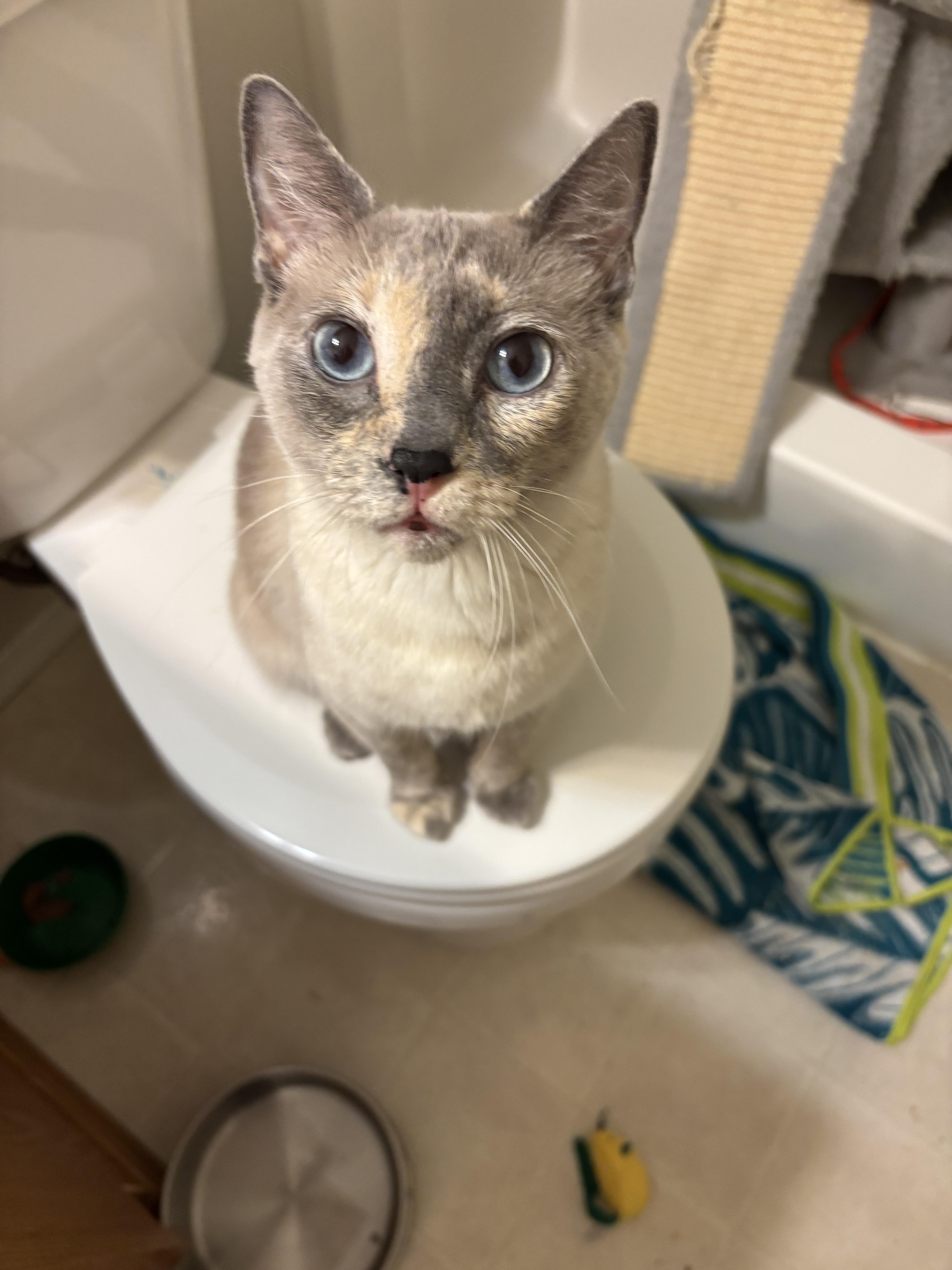 Enlarge The Duchess , an adopted mixed breed in Gig Harbor, WA image 4/6