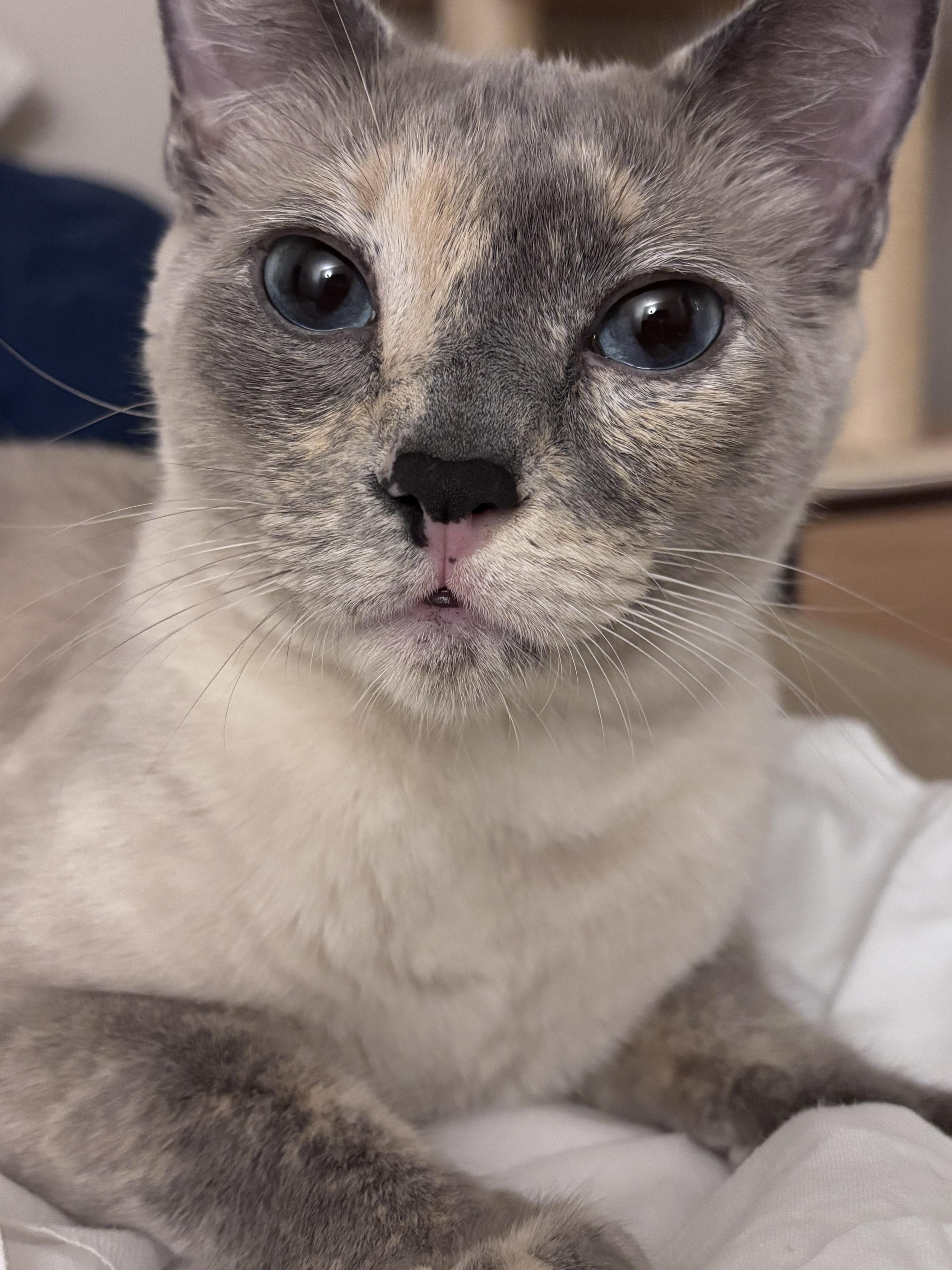 Enlarge The Duchess , an adopted mixed breed in Gig Harbor, WA image 5/6