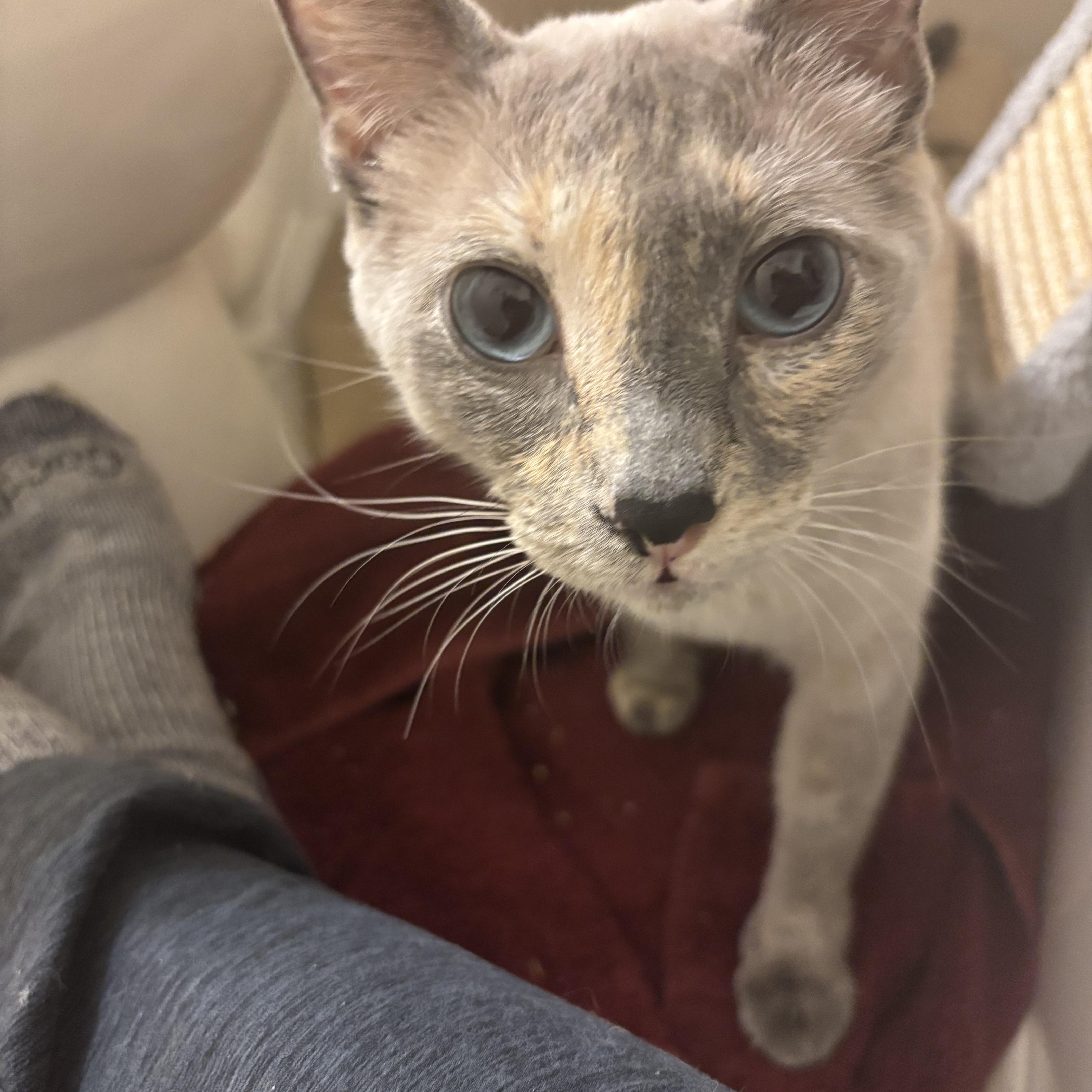 The Duchess , ADOPTABLE, Adult Female Domestic Short Hair & Siamese.