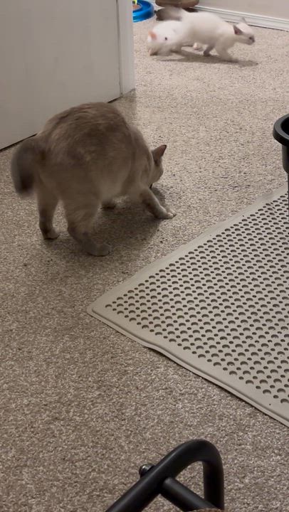 Enlarge The Duchess , an adopted mixed breed in Gig Harbor, WA video 6/6