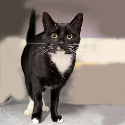 Enlarge Sally Finkelstein, a Adoptable Domestic Short Hair in Voorhees, NJ image 1/3