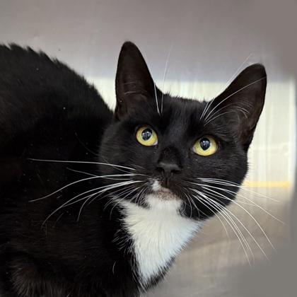 Enlarge Sally Finkelstein, a Adoptable Domestic Short Hair in Voorhees, NJ image 2/3