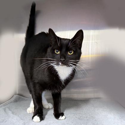 Enlarge Sally Finkelstein, a Adoptable Domestic Short Hair in Voorhees, NJ image 3/3