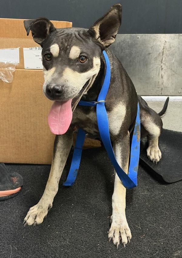 Enlarge Monica, a Adoptable mixed breed in Tulare, CA image 1/1