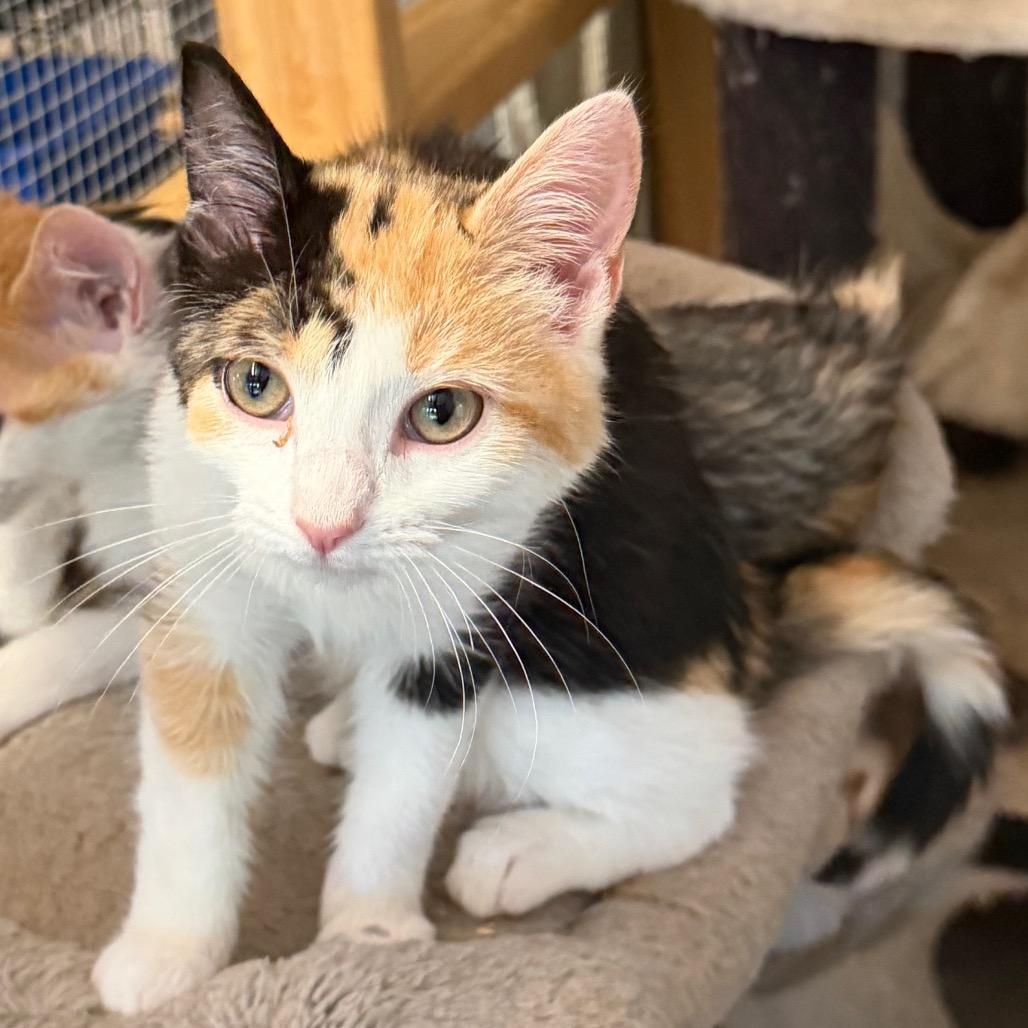 Libby Rose, Adoptable, Kitten Female Domestic Short Hair.