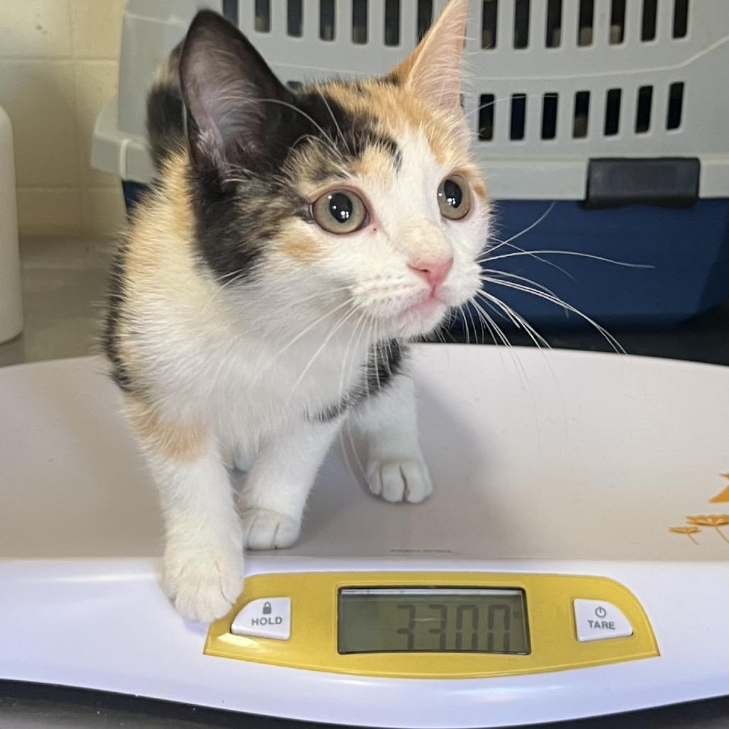 Enlarge Libby Rose, a Adoptable Domestic Short Hair in Wappingers Falls, NY image 2/3