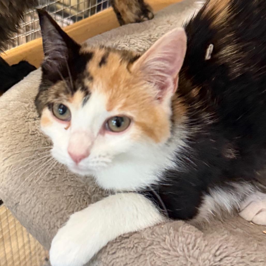 Enlarge Libby Rose, a Adoptable Domestic Short Hair in Wappingers Falls, NY image 3/3