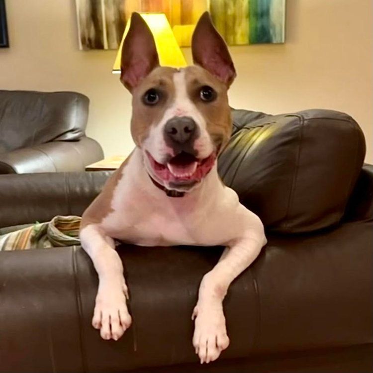 Deeno, Adopted, Young Male Mixed Breed.