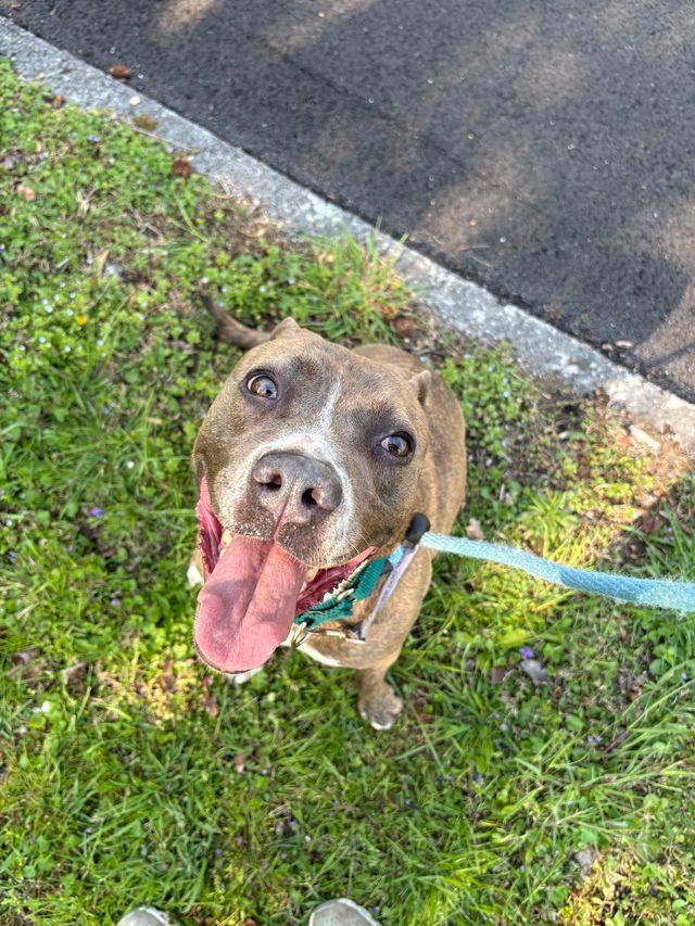 Enlarge Junie, a Adoptable mixed breed in Chattanooga, TN image 3/6