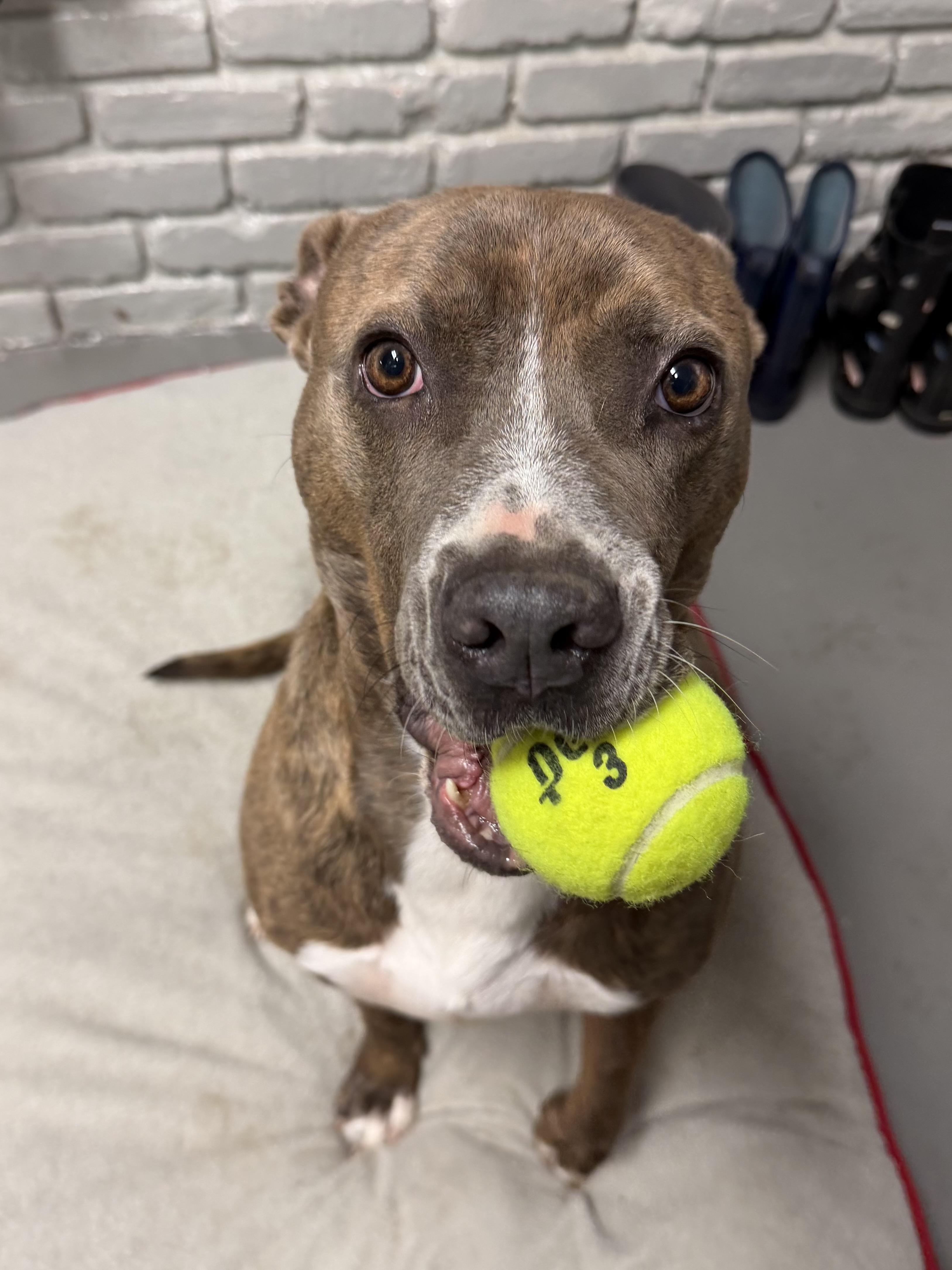 Junie, Adoptable, Adult Female Pit Bull Terrier & Terrier.