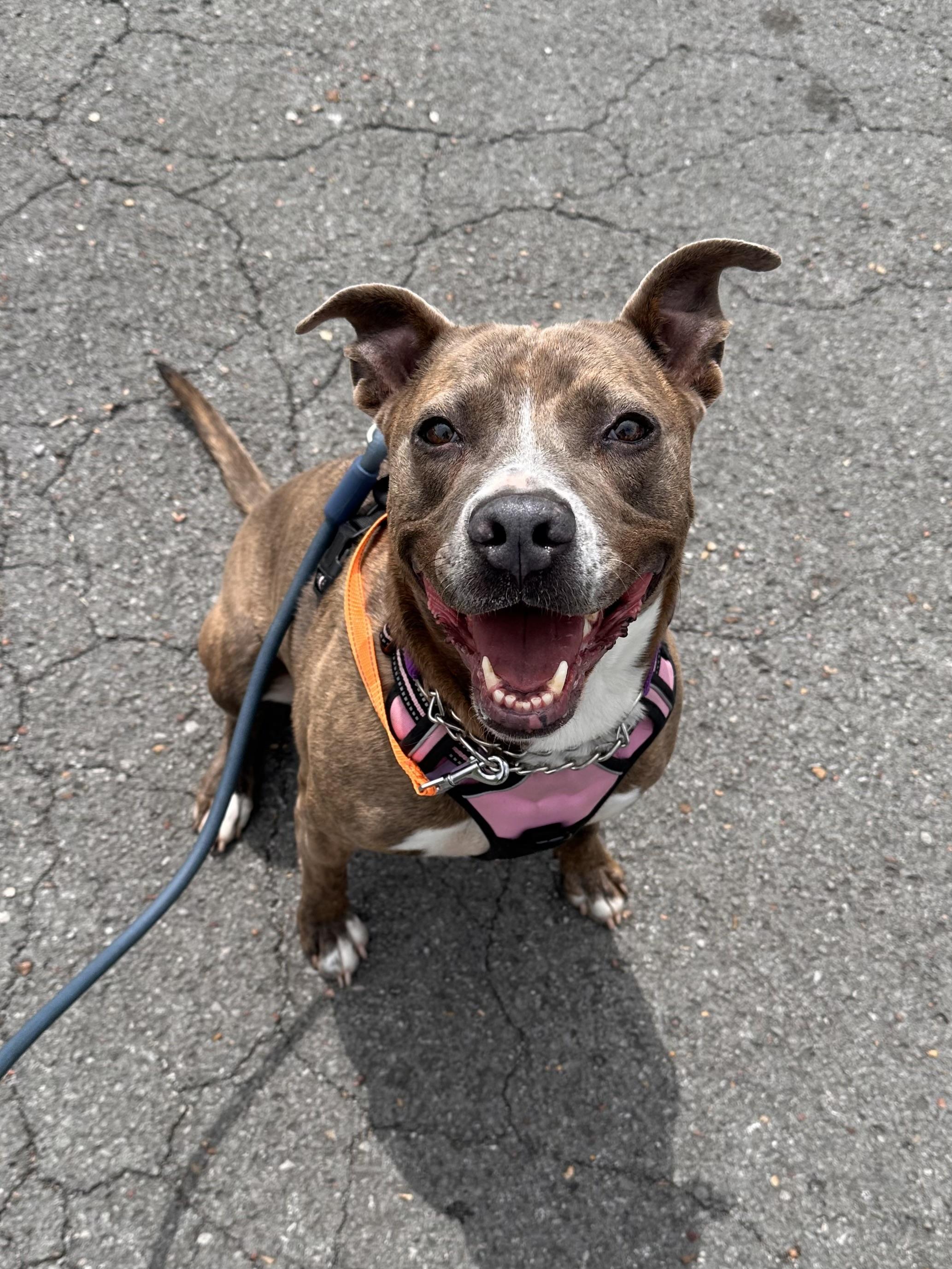 Junie, Adoptable, Adult Female Pit Bull Terrier & Terrier.