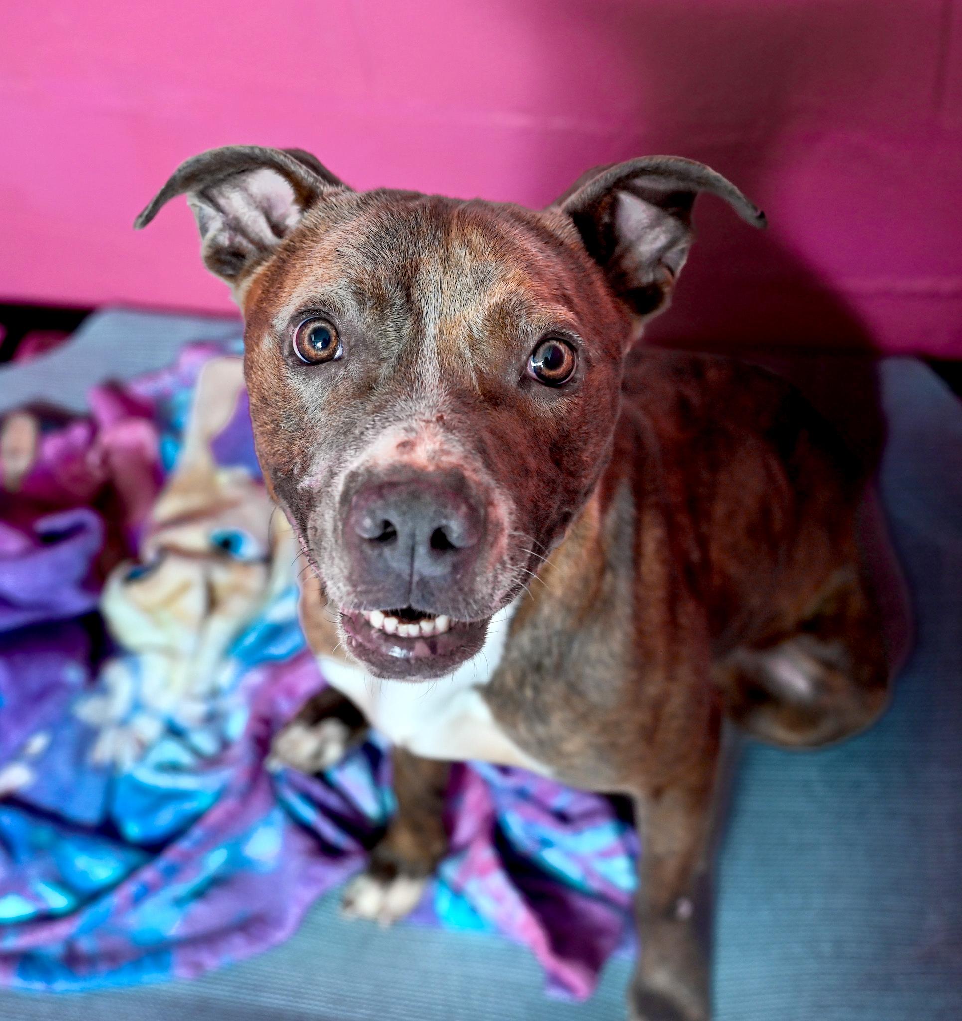 Junie, a Adoptable mixed breed in Chattanooga, TN image 2/3