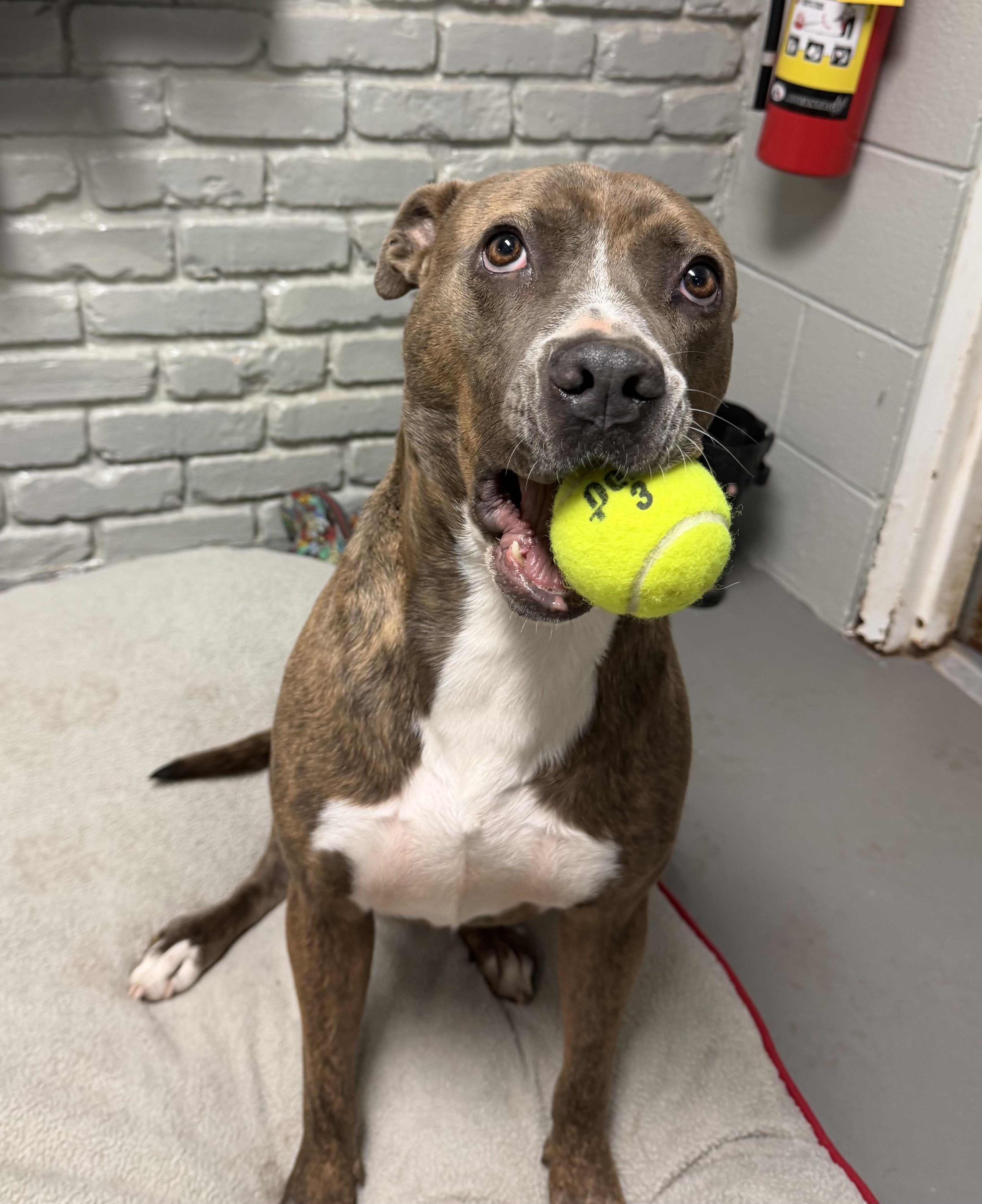 Enlarge Junie, a Adoptable mixed breed in Chattanooga, TN image 6/6