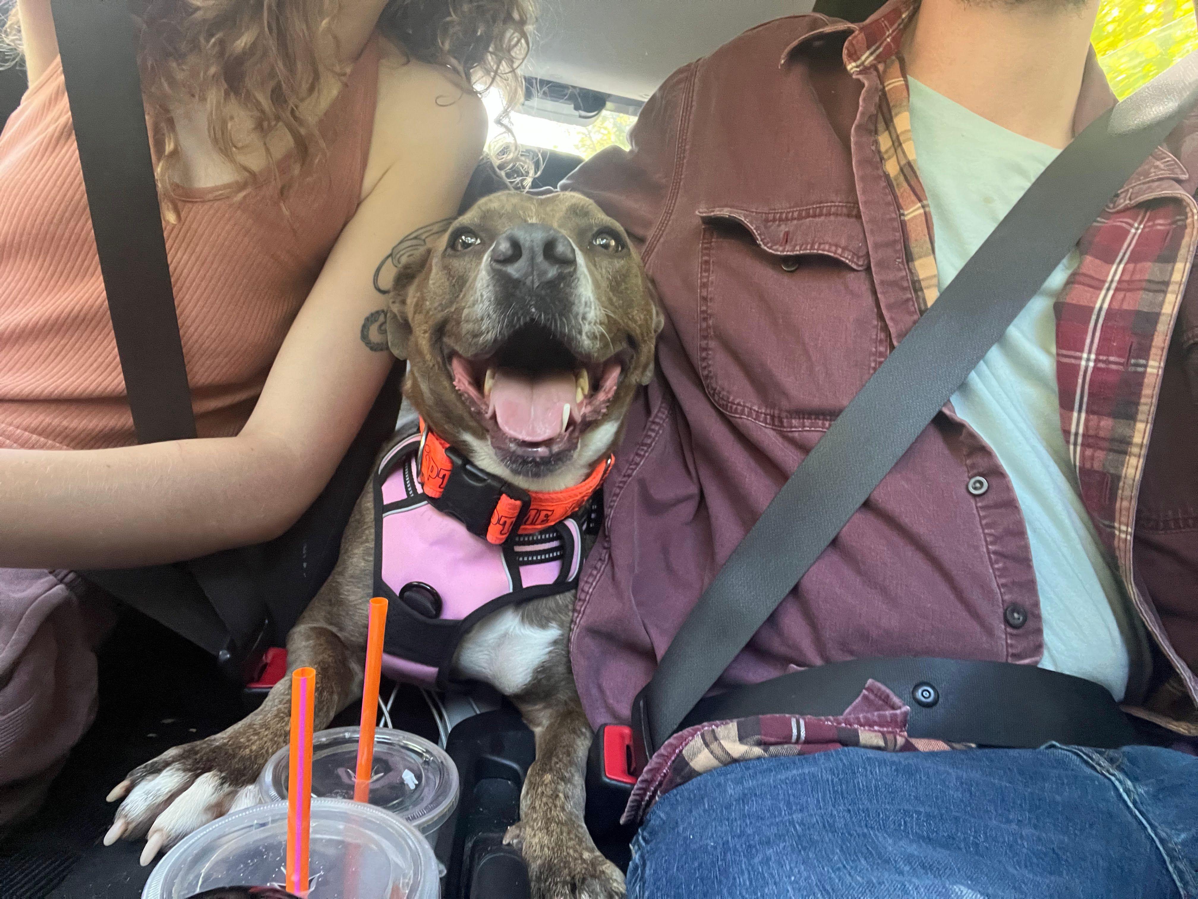 Enlarge Junie, a Adoptable mixed breed in Chattanooga, TN image 4/6
