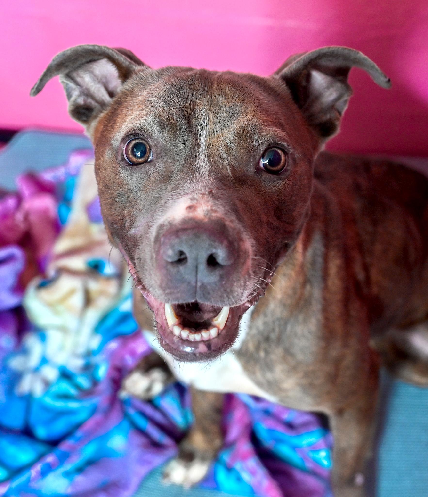 Junie, a Adoptable mixed breed in Chattanooga, TN image 1/3