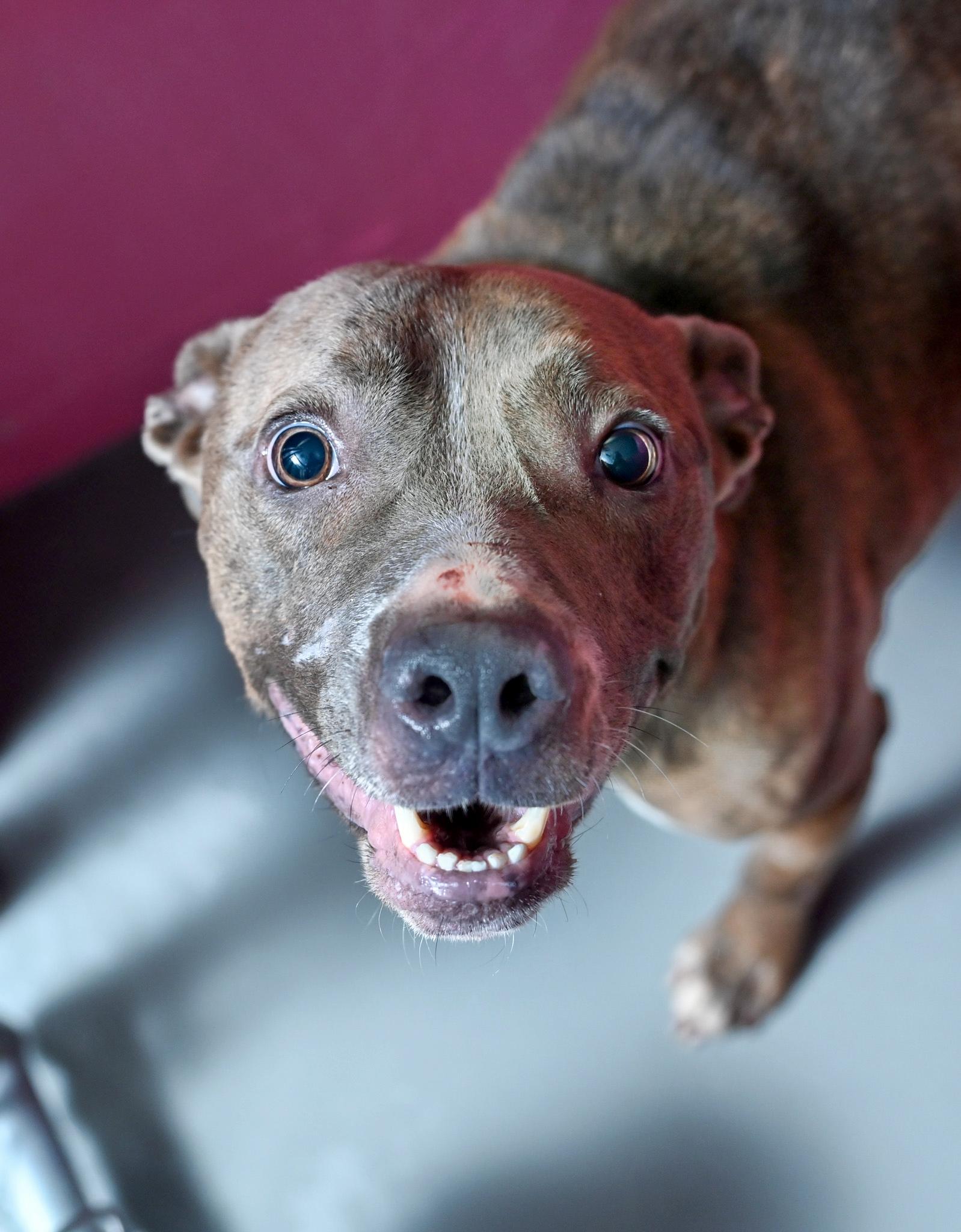 Junie, a Adoptable mixed breed in Chattanooga, TN image 3/3