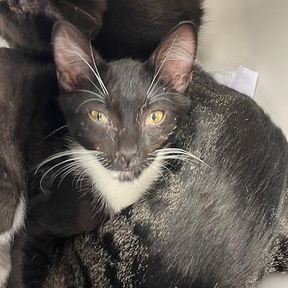 Nelson, Adoptable, Kitten Male Domestic Short Hair.