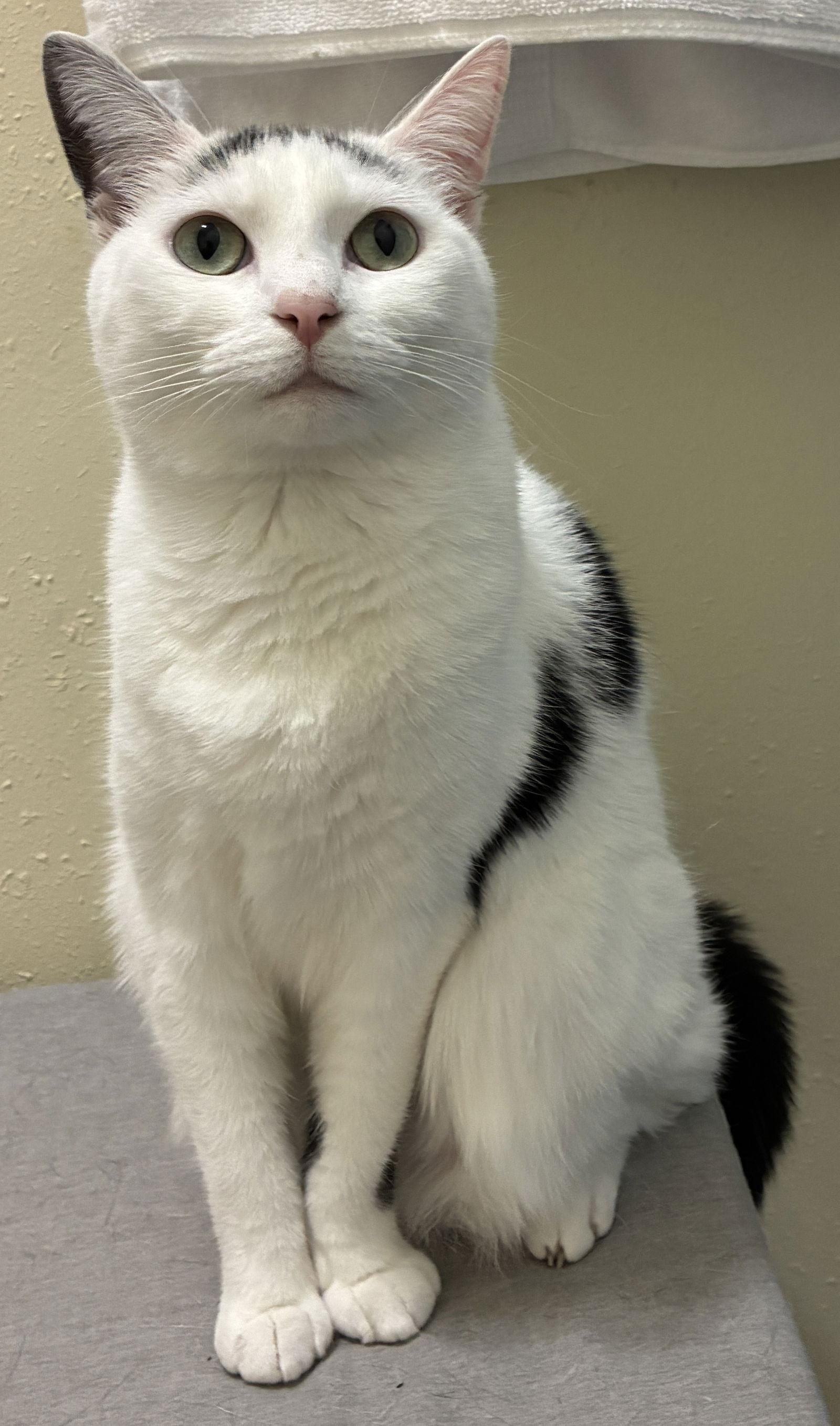 Pandora, a Adoptable Domestic Short Hair in Oviedo, FL image 1/2