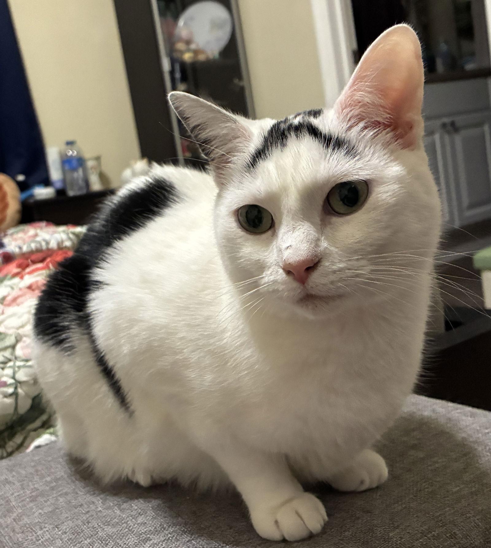 Pandora, a Adoptable Domestic Short Hair in Oviedo, FL image 2/2