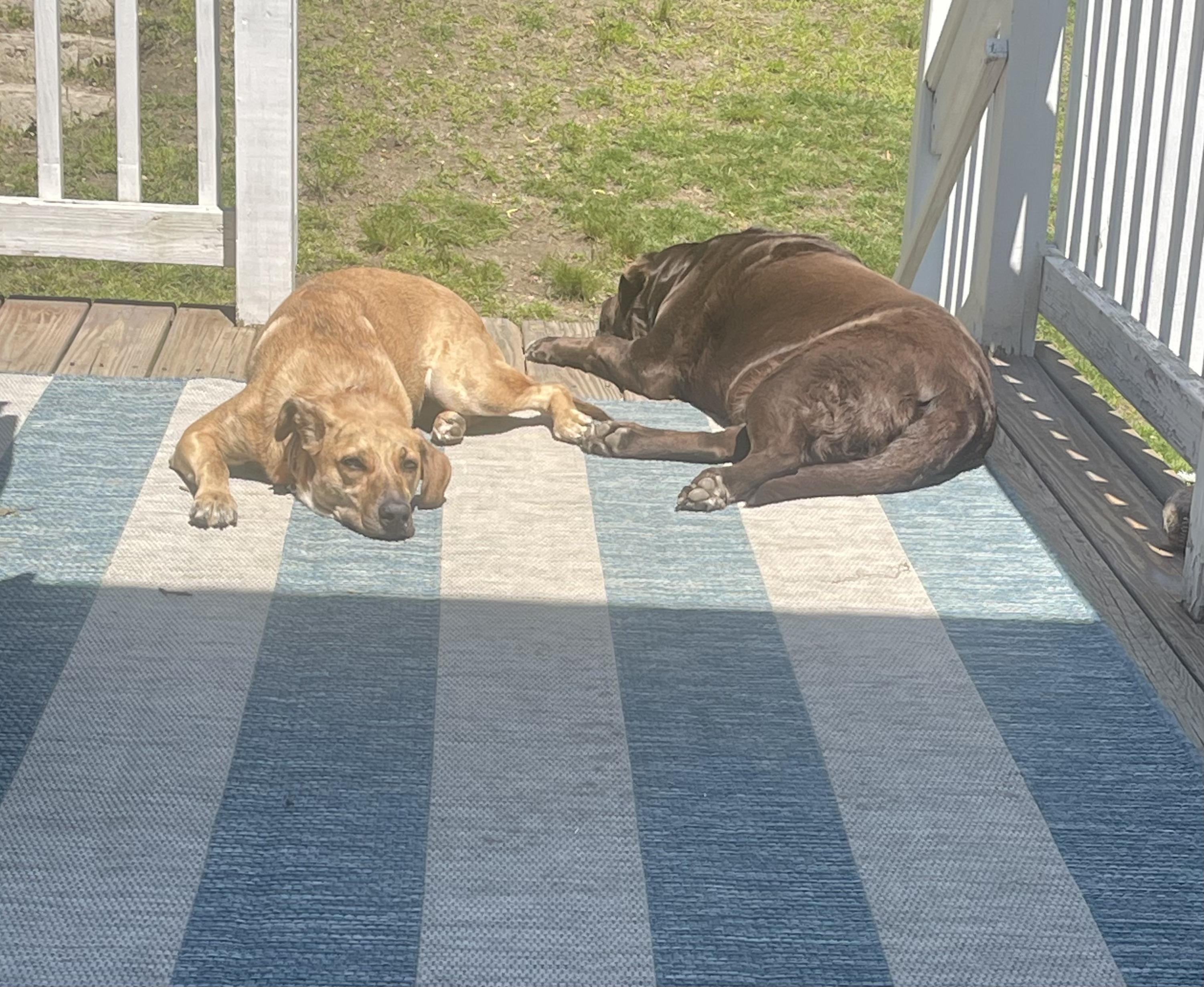 Mary - Fostered in Massachusetts photo 5