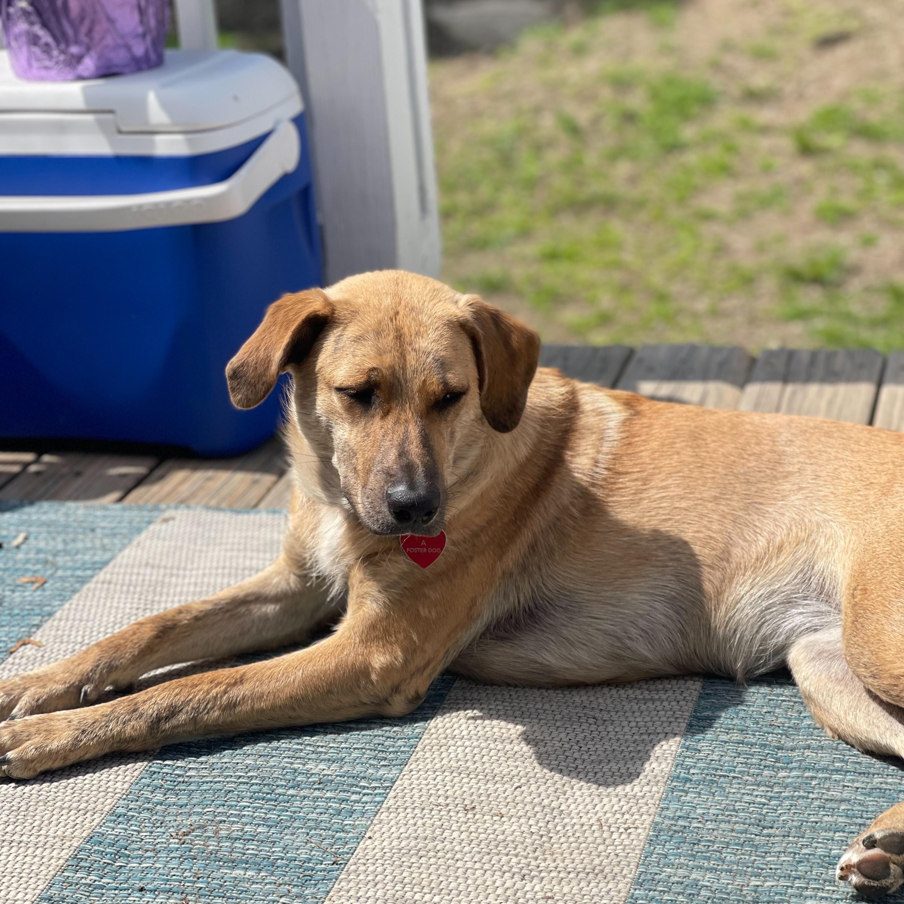 Mary - Fostered in Massachusetts photo 2