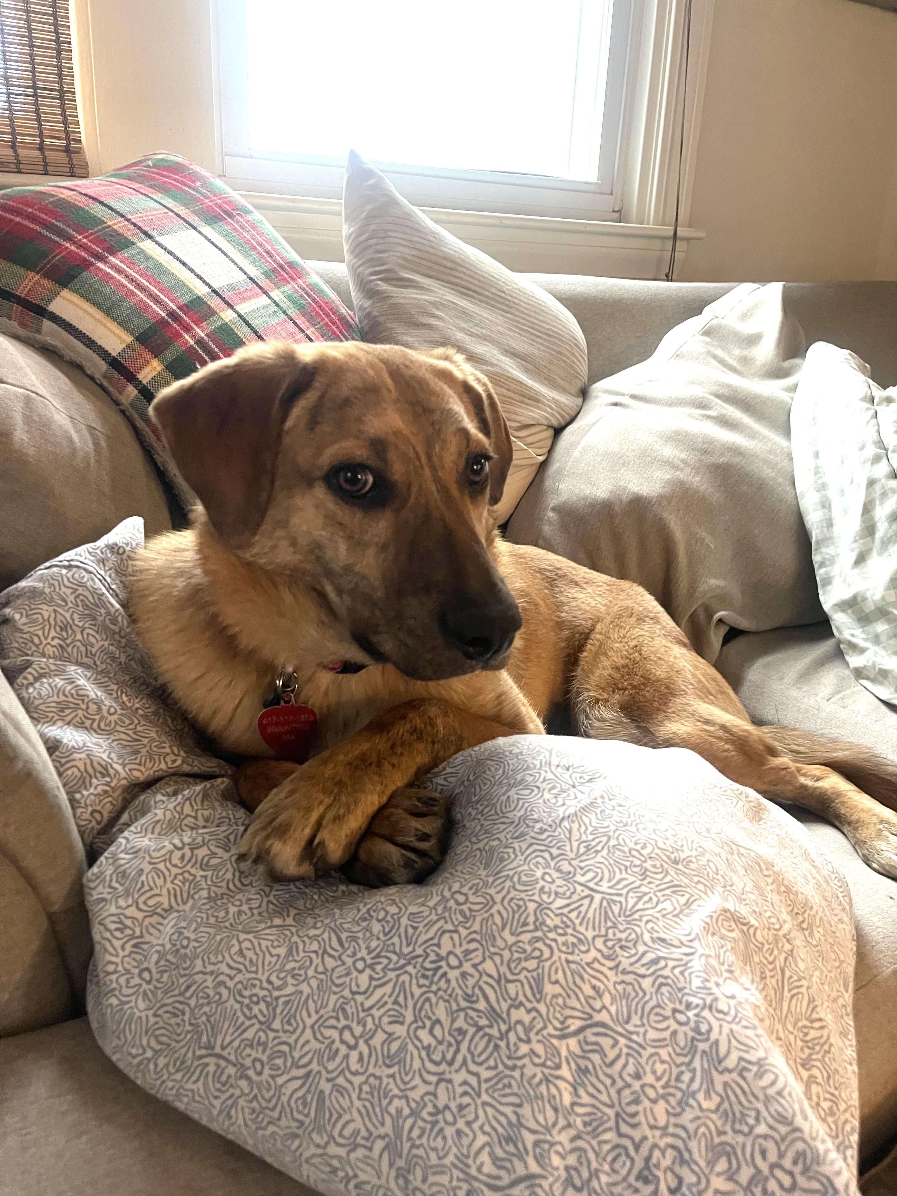Mary - Fostered in Massachusetts