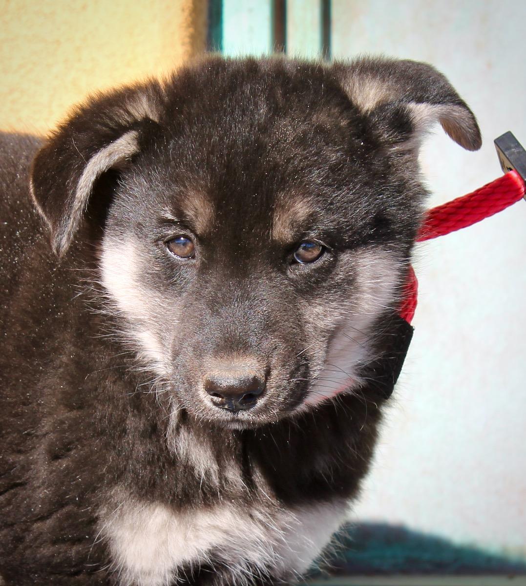 Enlarge Brooklyn, a ADOPTABLE mixed breed in Albuquerque, NM image 1/5