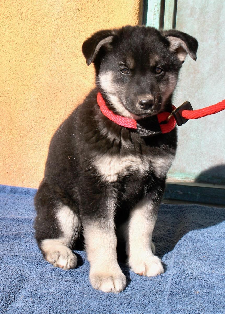 Enlarge Brooklyn, a ADOPTABLE mixed breed in Albuquerque, NM image 5/5