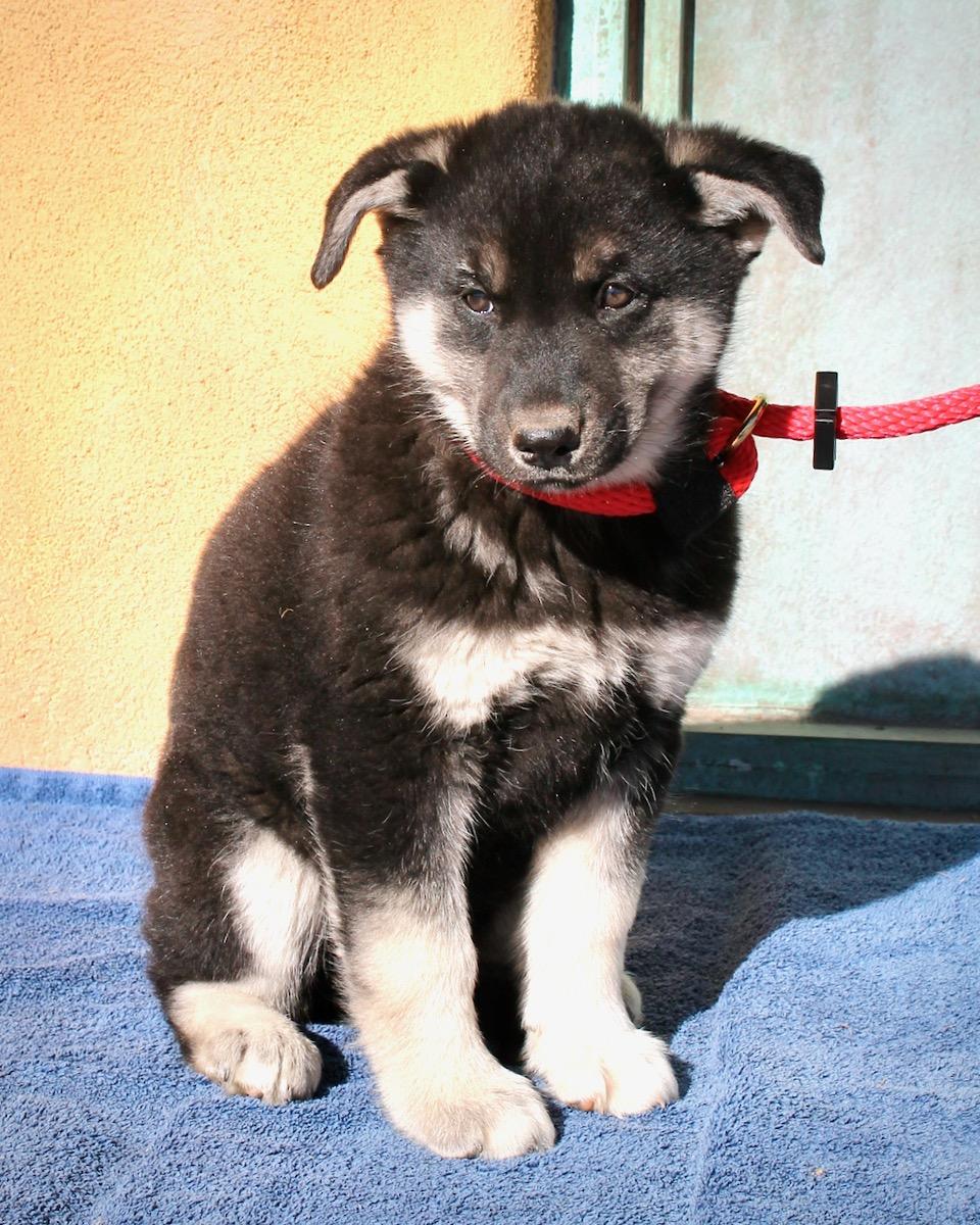 Enlarge Brooklyn, a ADOPTABLE mixed breed in Albuquerque, NM image 2/5