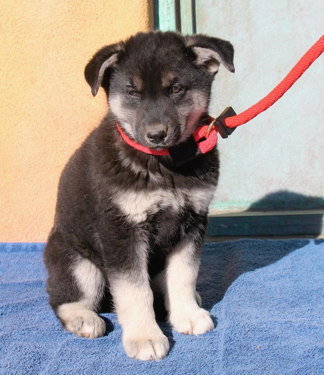 Enlarge Brooklyn, a ADOPTABLE mixed breed in Albuquerque, NM image 4/5