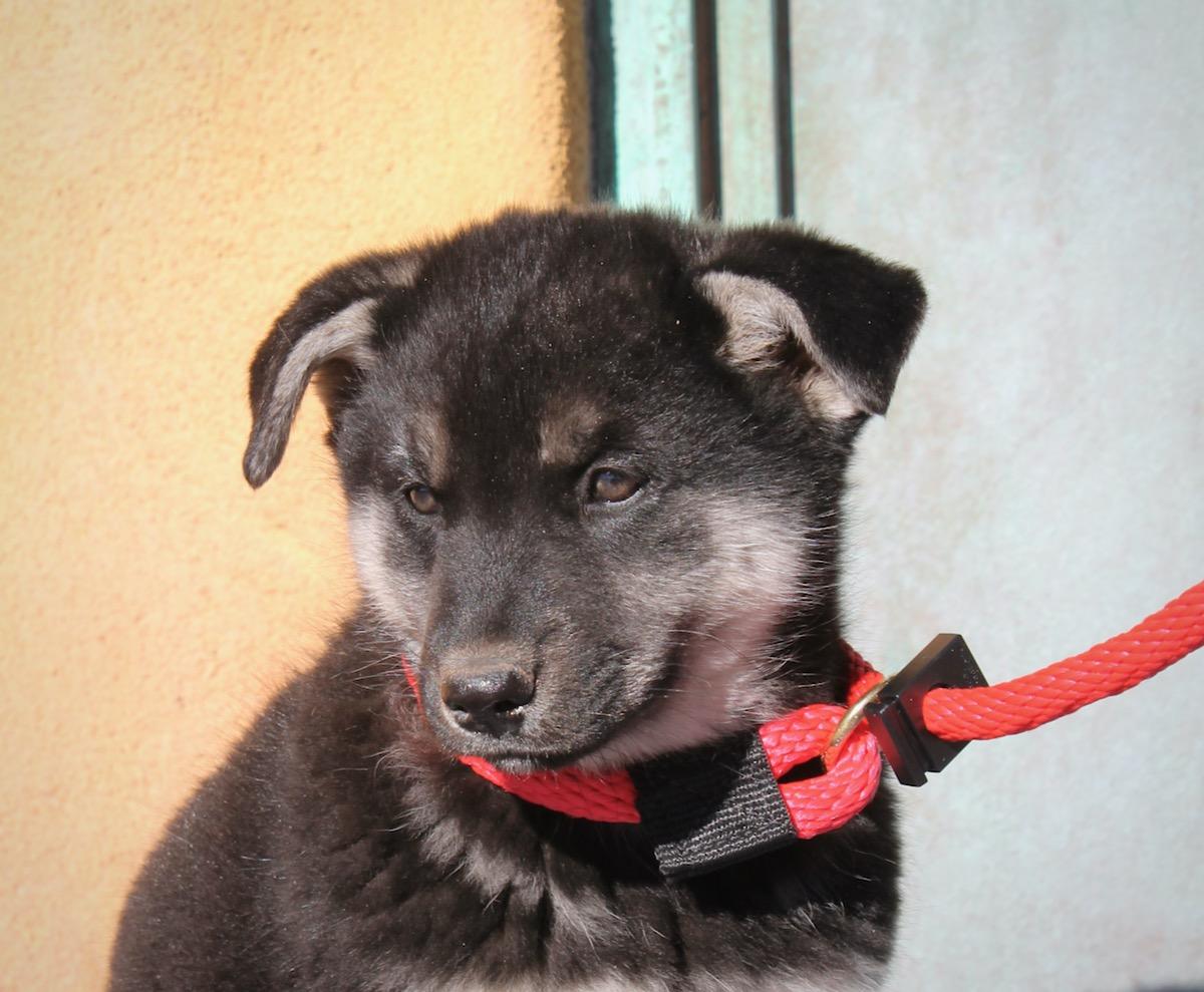 Enlarge Brooklyn, a ADOPTABLE mixed breed in Albuquerque, NM image 3/5