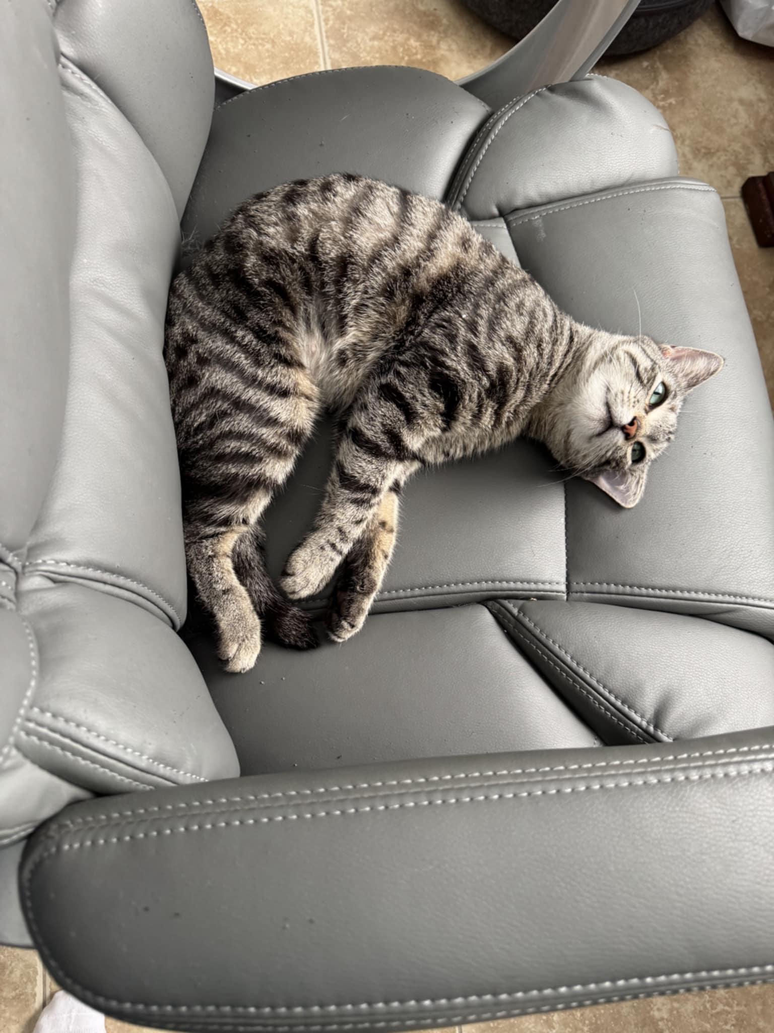 Enlarge Bella (Cocoa) Gorgeous Green Eyed Tabby Cat Tripod 3 Legged Cat with Video, a Adoptable Domestic Short Hair in Cocoa, FL image 5/6