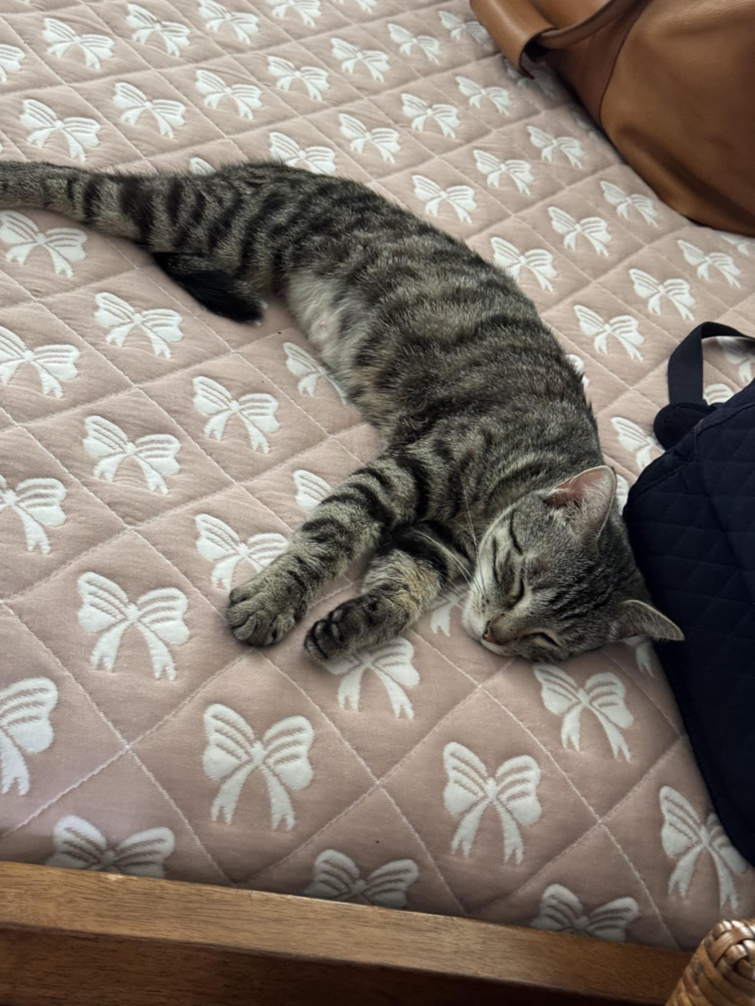 Enlarge Bella (Cocoa) Gorgeous Green Eyed Tabby Cat Tripod 3 Legged Cat with Video, a Adoptable Domestic Short Hair in Cocoa, FL image 4/6